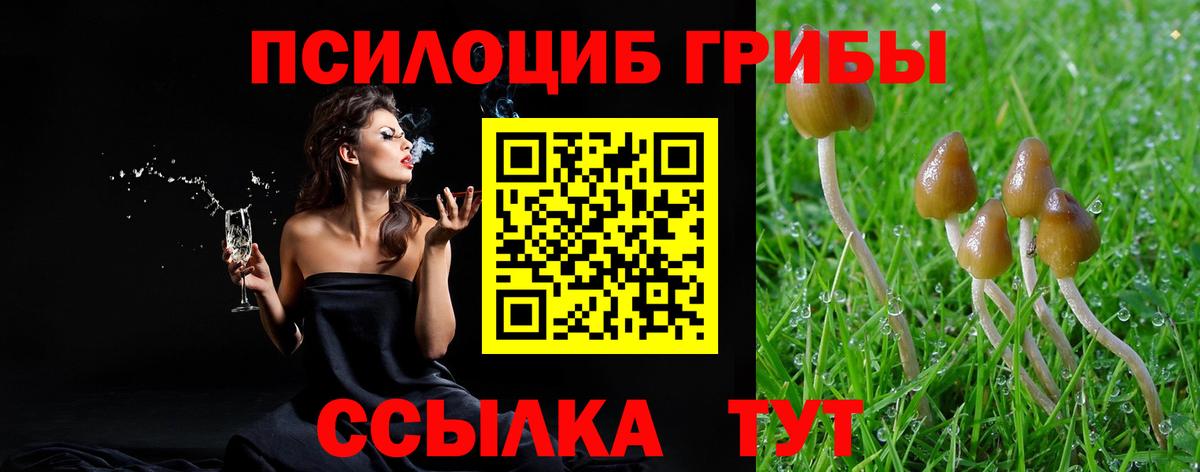 Энгельс  Псилоцибиновые грибы Cubensis  Вход с VPN 